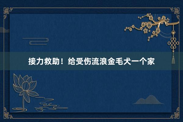 接力救助！给受伤流浪金毛犬一个家